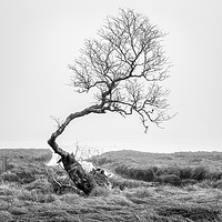Buy canvas prints of Crooked Tree. by Garry Smith