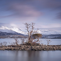 Buy canvas prints of Trees on Loch Assynt. by Garry Smith