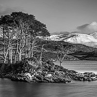 Buy canvas prints of Scots Pines at Loch Assynt. by Garry Smith