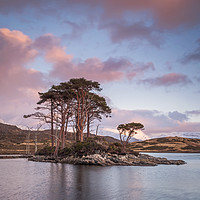 Buy canvas prints of Scots Pines at Loch Assynt, Sutherland. by Garry Smith