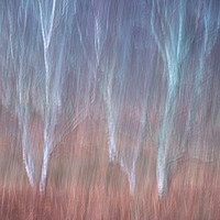 Buy canvas prints of Birch Textures. by Garry Smith
