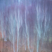 Buy canvas prints of Pastel Birches. by Garry Smith
