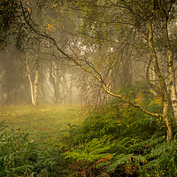 Buy canvas prints of Birches and Mist. by Garry Smith