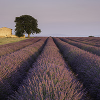 Buy canvas prints of Lavender Field at Valensole.  by Garry Smith