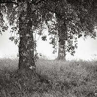 Buy canvas prints of Trees at Sarna. by Garry Smith