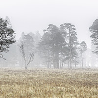 Buy canvas prints of More Misty Trees at Loch Tulla. by Garry Smith