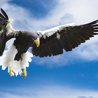 Buy canvas prints of Sea Eagle in Flight by Adrian Searle