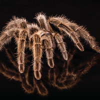 Buy canvas prints of Reflections of a Spider by Brian Avery