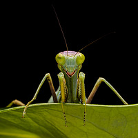 Buy canvas prints of Green Mantis by Brian Avery