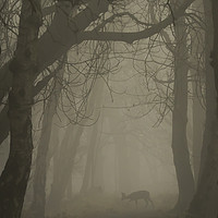 Buy canvas prints of Deer in the Mist by Brian Avery
