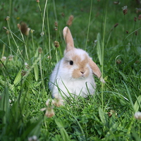 Buy canvas prints of Rabbit in a clover field by Martin Maran