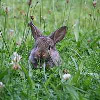 Buy canvas prints of Rabbit in a clover field by Martin Maran