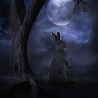 Buy canvas prints of Moon Rabbit by Martin Maran