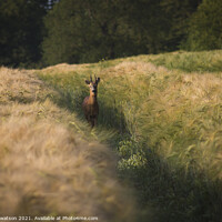 Buy canvas prints of roe deer by Brett watson