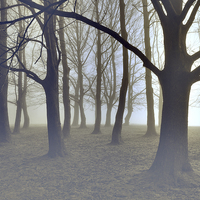 Buy canvas prints of trees in the mist at knole park by Brett watson