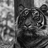 Buy canvas prints of a proud tiger by Brett watson