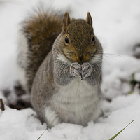 Buy canvas prints of squirrel in the snow by Brett watson