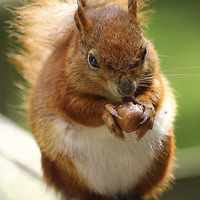 Buy canvas prints of a red squirrel by Brett watson