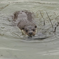 Buy canvas prints of a swimming otter by Brett watson