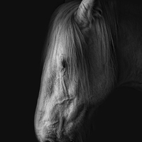 Buy canvas prints of an old shire horse by Brett watson