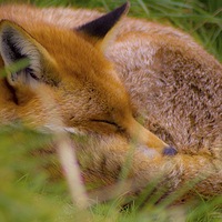 Buy canvas prints of a sleeping fox by Brett watson