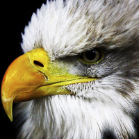 Buy canvas prints of american eagle by Brett watson