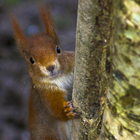Buy canvas prints of red squirrel by Brett watson