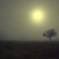 Buy canvas prints of  the mist at knole park by Brett watson