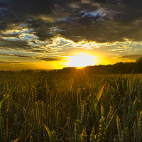 Buy canvas prints of  sunset over corn field by Brett watson