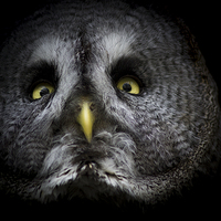 Buy canvas prints of  Great grey owl by Brett watson
