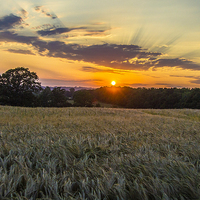 Buy canvas prints of  sunset over corn fields by Brett watson