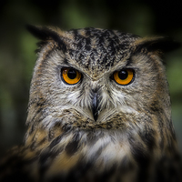Buy canvas prints of  european eagle owl by Brett watson