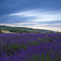 Buy canvas prints of  lavender fields by Brett watson