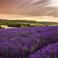 Buy canvas prints of  lavender fields in otford by Brett watson