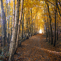 Buy canvas prints of  autumn path way by Brett watson