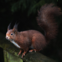 Buy canvas prints of  red squirrel by Brett watson