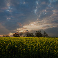 Buy canvas prints of sunset over a yellow rapeseed field by Brett watson