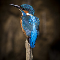 Buy canvas prints of Male Kingfisher by Brett watson