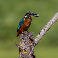 Buy canvas prints of kingfisher and lunch by Brett watson