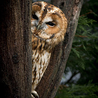 Buy canvas prints of tawny owl by Brett watson