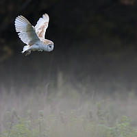 Buy canvas prints of Barn owl on the hunt by Brett watson