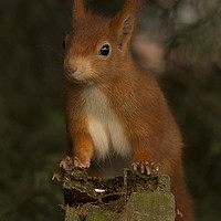 Buy canvas prints of red squirrel by Brett watson