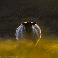 Buy canvas prints of a sheep at sunset by Brett watson