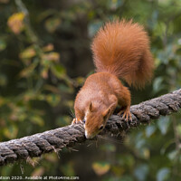Buy canvas prints of A close up of a Red squirrel  by Brett watson