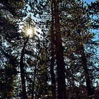Buy canvas prints of Yosemite trees by Natalie Foskett