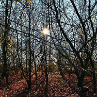Buy canvas prints of Autumn sun in the forest by Natalie Foskett