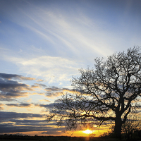 Buy canvas prints of Lone Tree Sunset by I Burns