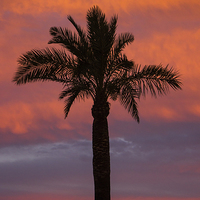 Buy canvas prints of Palm Silhouette by I Burns