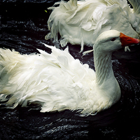 Buy canvas prints of goose by george silverstein