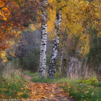 Buy canvas prints of Silver Birch by Mike Stephen